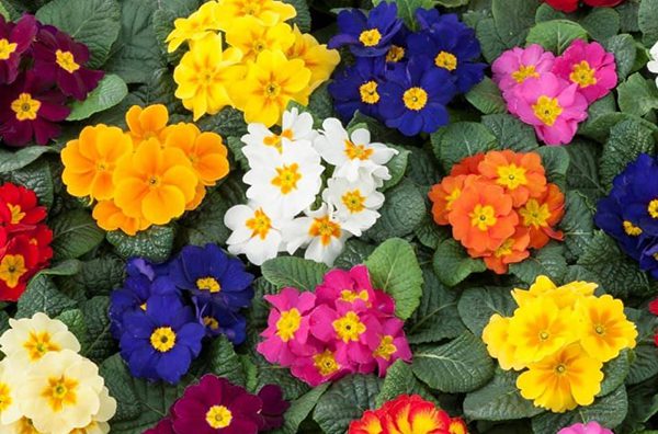 bedding-plants600x-396