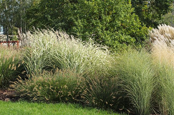 ornamental-grasses-600×396